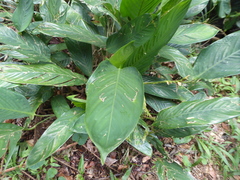 Calathea