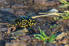 Melanophryniscus klappenbachi