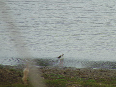 Himantopus himantopus