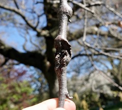 Neonectria ditissima