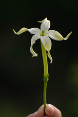 Jaborosa integrifolia