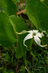 Jaborosa integrifolia