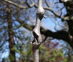 Neonectria ditissima