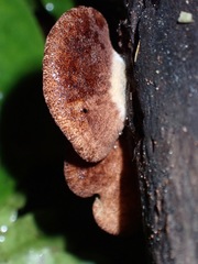 Crepidotus fuscovelutinus