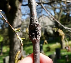 Neonectria ditissima