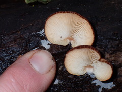 Crepidotus fuscovelutinus