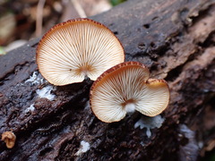 Crepidotus fuscovelutinus