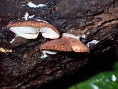Crepidotus fuscovelutinus