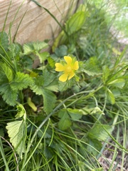 Potentilla indica