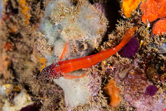 Tripterygion melanurus