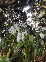 Dendrobium moorei