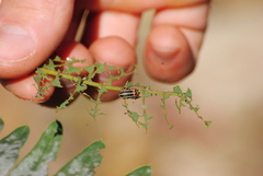 Eudiagogus episcopalis