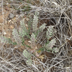 Lepidium lasiocarpum wrightii