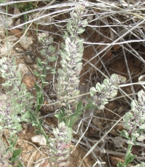 Lepidium lasiocarpum wrightii