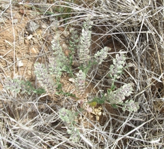 Lepidium lasiocarpum wrightii
