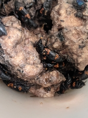 Nicrophorus nepalensis