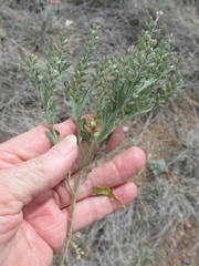 Lepidium lasiocarpum wrightii