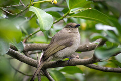 Andropadus importunus