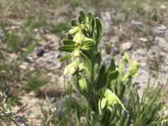 Lithospermum decipiens