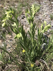 Lithospermum decipiens