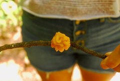 Tremella mesenterica image