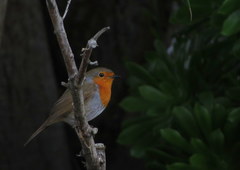 Erithacus rubecula