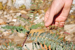 Eudiagogus episcopalis