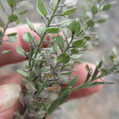 Lepidium lasiocarpum wrightii