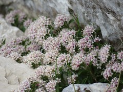 Valeriana supina
