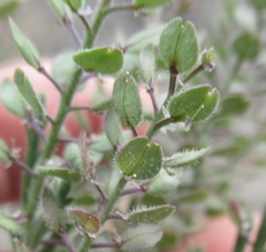 Lepidium lasiocarpum wrightii