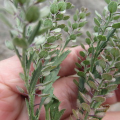Lepidium lasiocarpum wrightii