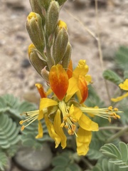 Hoffmannseggia repens