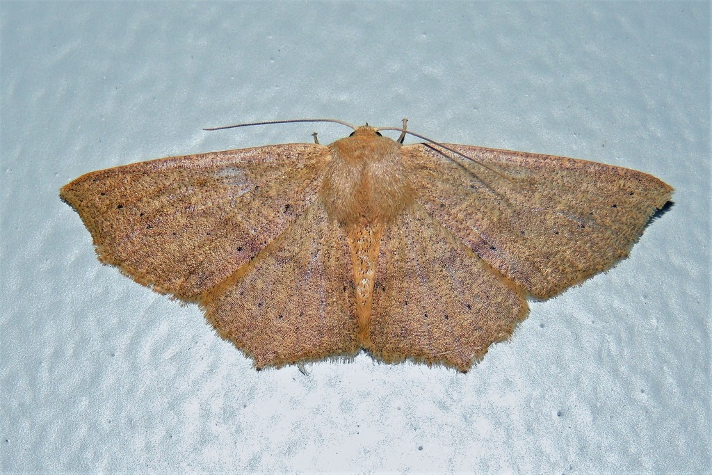 Sabulodes loba