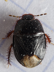 Microporus nigrita