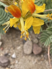 Hoffmannseggia repens