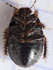 Microporus nigrita