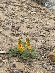 Hoffmannseggia repens