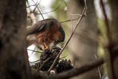 Accipiter rufiventris