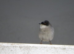 Curruca melanocephala