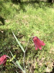 Fritillaria gentneri