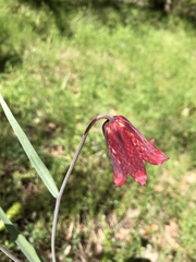 Fritillaria gentneri
