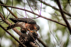 Accipiter rufiventris