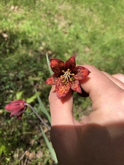 Fritillaria gentneri