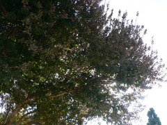 Combretum erythrophyllum