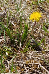Taraxacum palustre