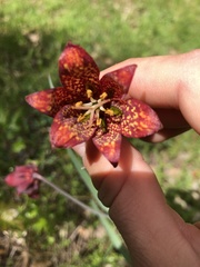 Fritillaria gentneri