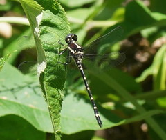 Eusynthemis guttata