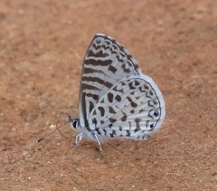 Leptotes cassius cassius