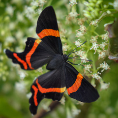 Ancyluris aulestes pandama