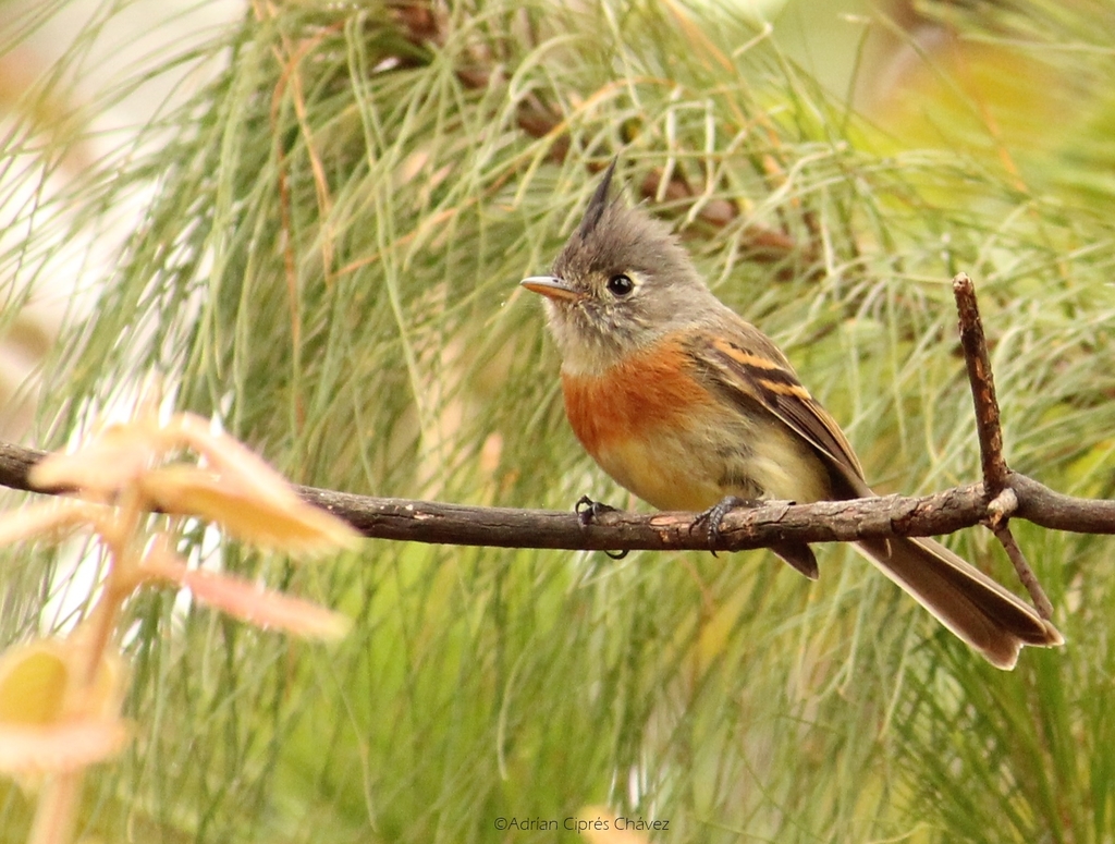 Belted Flycatcher photo